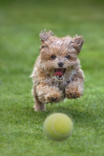 http://www.pixoto.com/images-photography/animals---dogs/playing/focused-5785753531449344.jpg