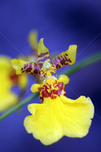 kandyan-dancer-orchid-oncidium-flexuosum-16407268.jpg